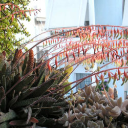Gasteria carinata var. verrucosa