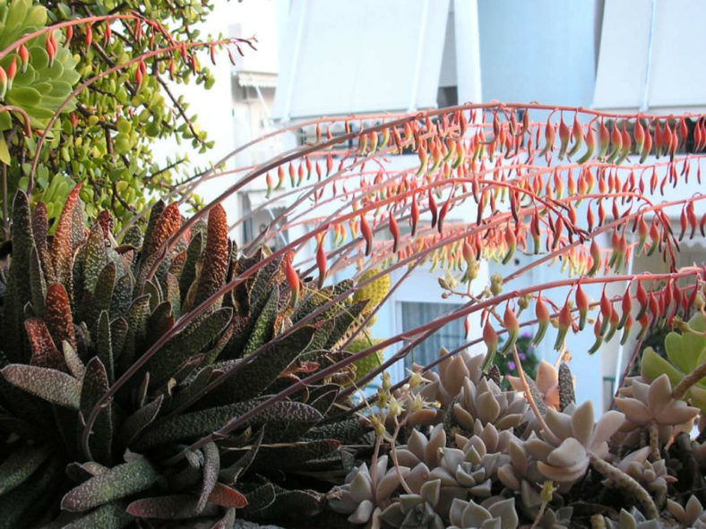 Gasteria carinata var. verrucosa