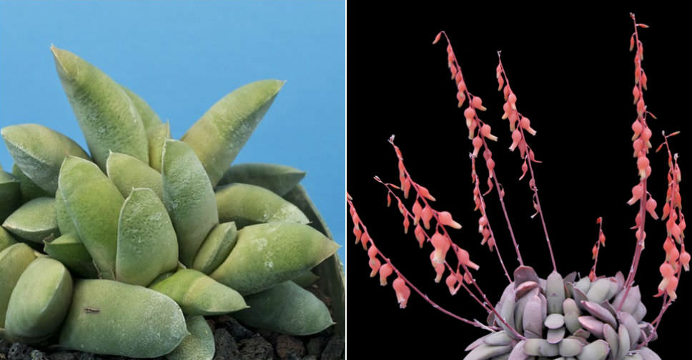 TÌNH YÊU CÂY CỎ ĐV 8  - Page 30 Gasteria-glomerata-Kouga-Gasteria