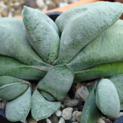 Gasteria glomerata - Kouga Gasteria
