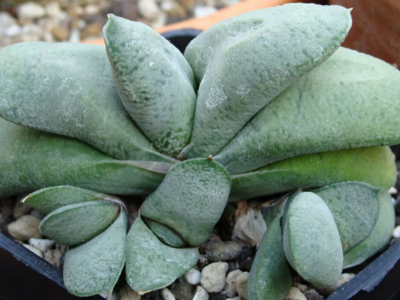 Gasteria glomerata - Kouga Gasteria