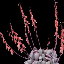 Gasteria glomerata - Kouga Gasteria