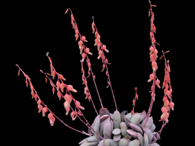 Gasteria glomerata - Kouga Gasteria