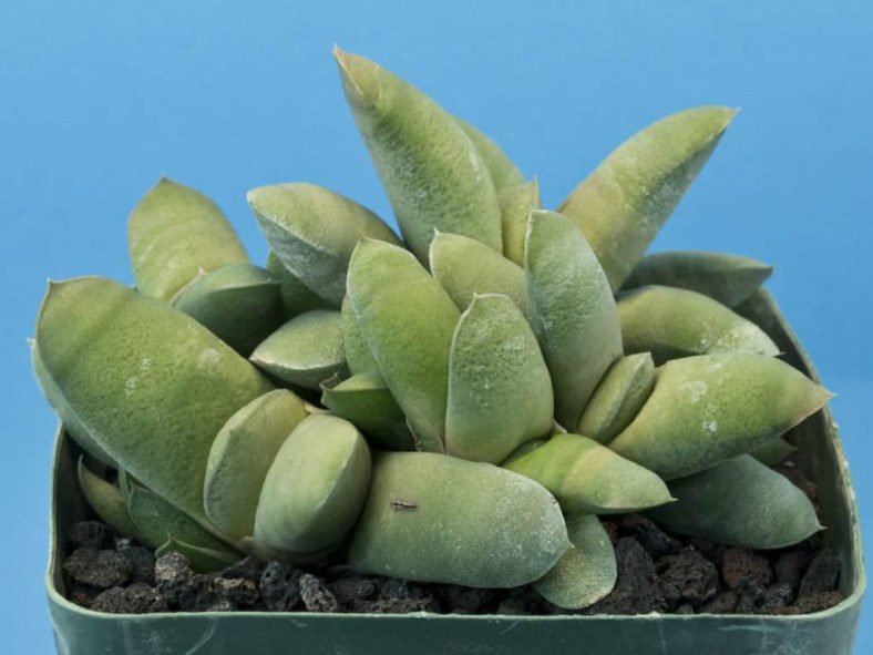 Gasteria glomerata - Kouga Gasteria