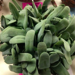 Gasteria glomerata - Kouga Gasteria