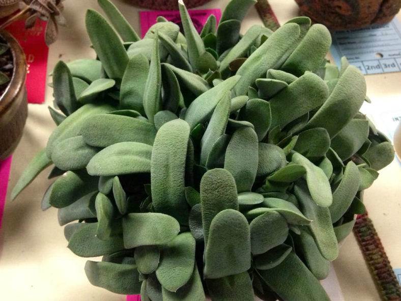 Gasteria glomerata - Kouga Gasteria