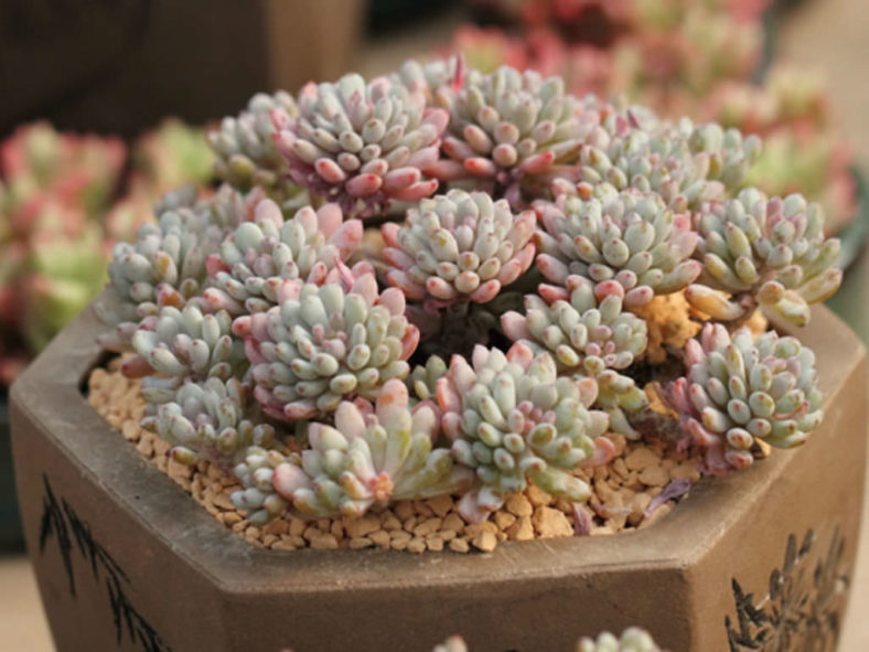 Graptopetalum pachyphyllum - Bluebean