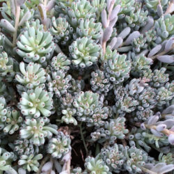 Graptopetalum pachyphyllum - Bluebean