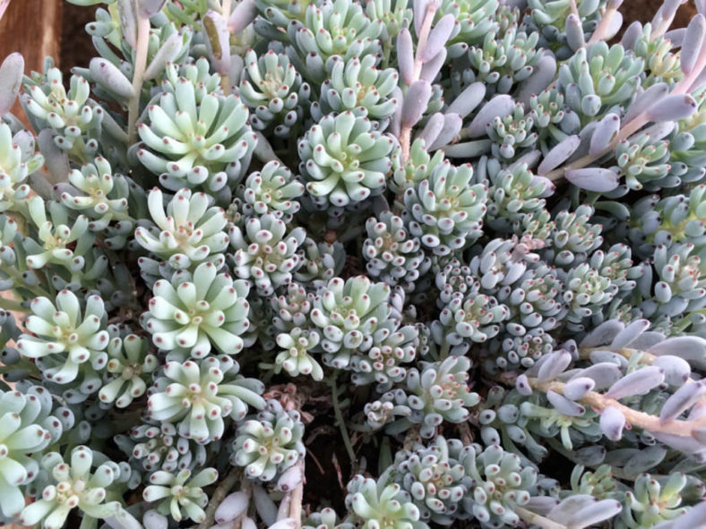 Graptopetalum pachyphyllum - Bluebean