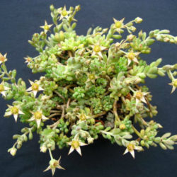 Graptopetalum pachyphyllum - Bluebean