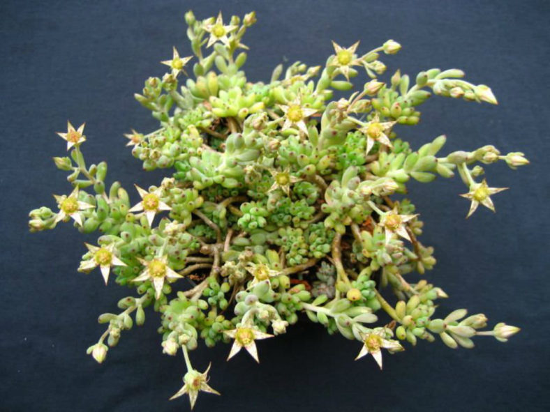 Graptopetalum pachyphyllum - Bluebean