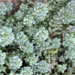 Graptopetalum pachyphyllum - Bluebean