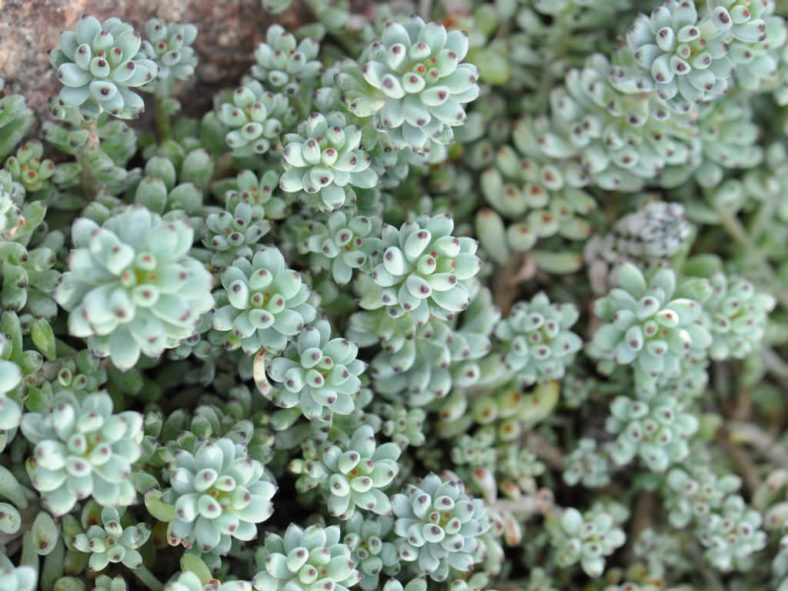 Graptopetalum pachyphyllum - Bluebean