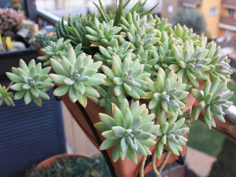 ×Graptosedum 'Francesco Baldi' aka ×Graptosedum 'Darley Sunshine'