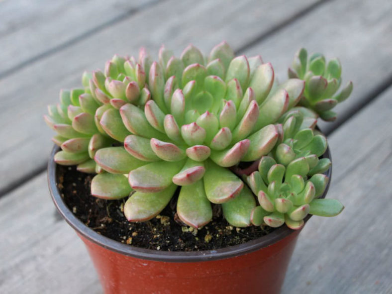 ×Graptoveria 'Bashful'