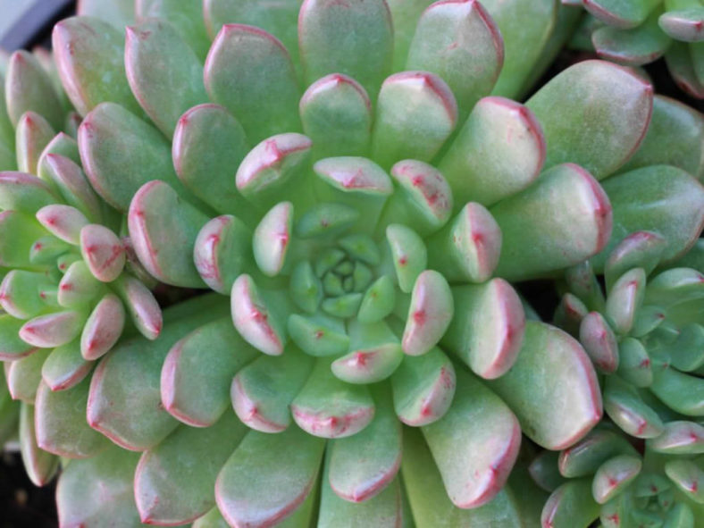 ×Graptoveria 'Bashful'