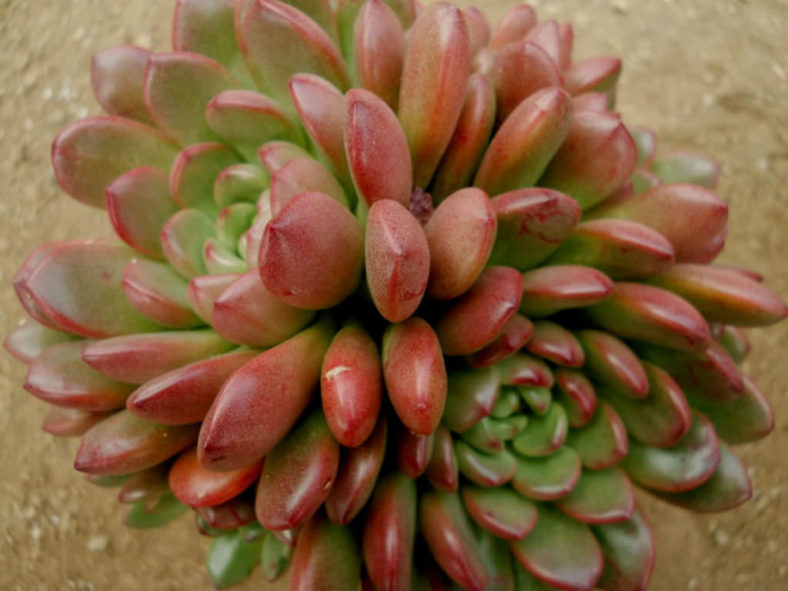 ×Graptoveria 'Bashful'