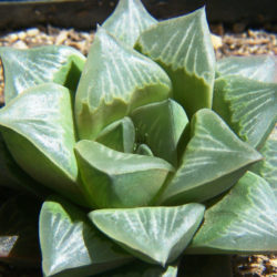 Haworthia mutica