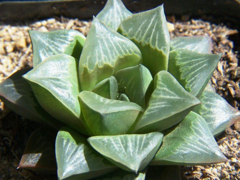Haworthia mutica