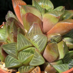 Haworthia mutica