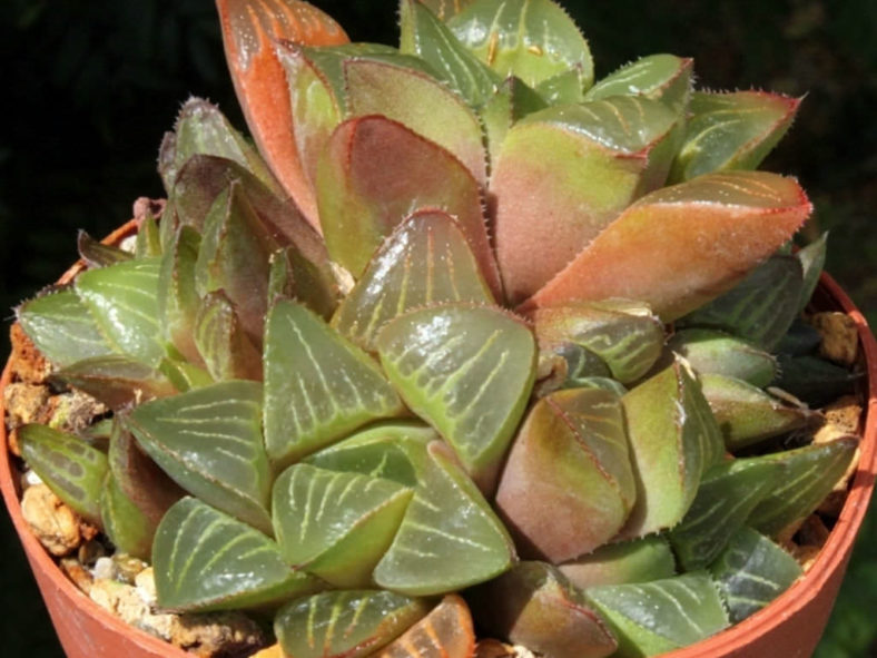 Haworthia mutica