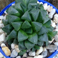 Haworthia mutica