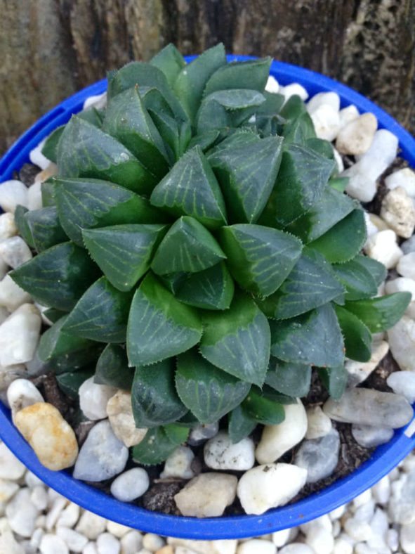 Haworthia mutica