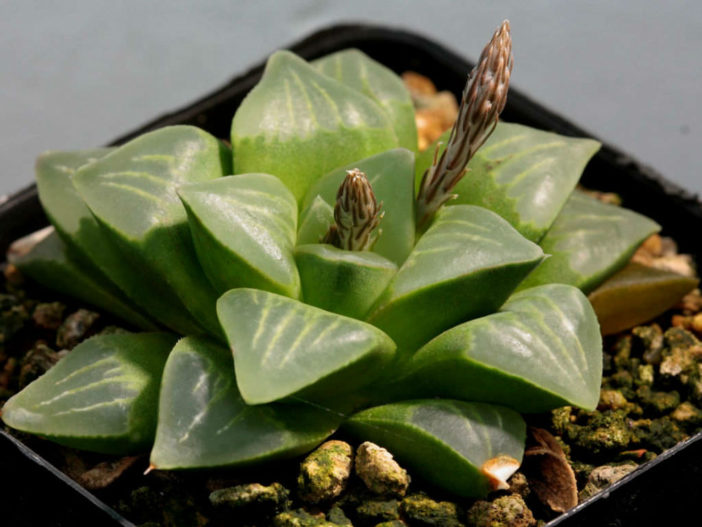 Haworthia mutica