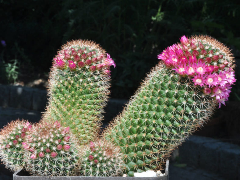 Mammillaria backebergiana