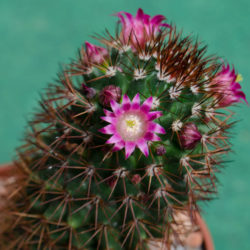 Mammillaria backebergiana