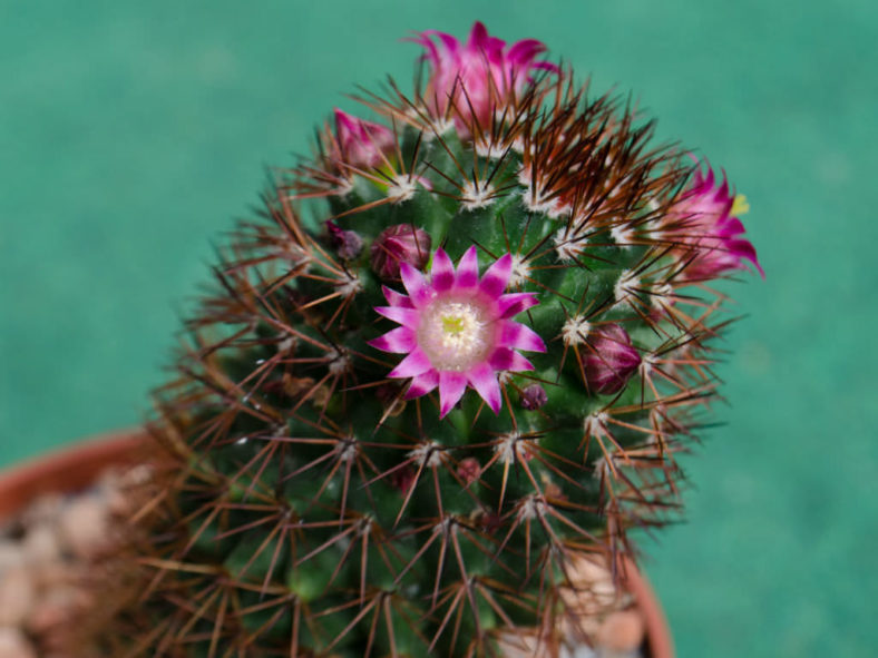 Mammillaria backebergiana