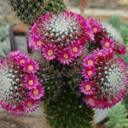 Mammillaria backebergiana