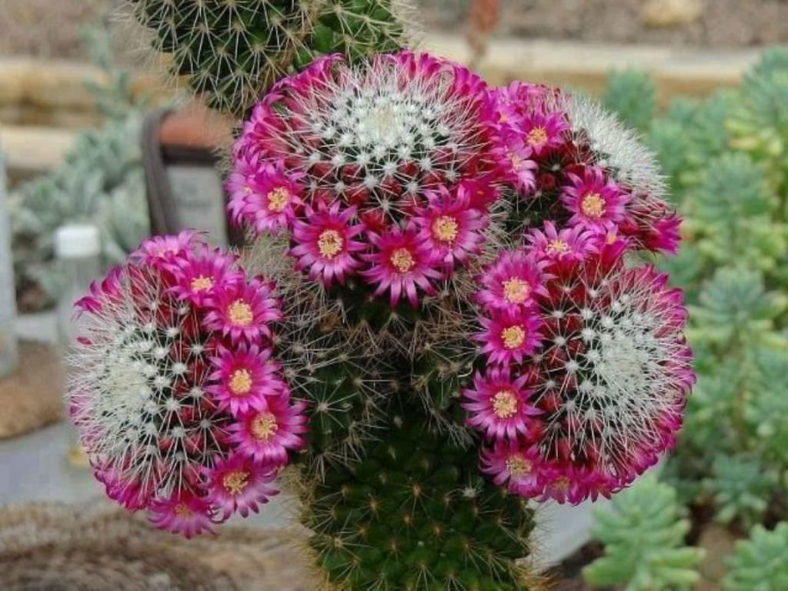 Mammillaria backebergiana