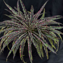 Manfreda undulata 'Cherry Chocolate Chip'