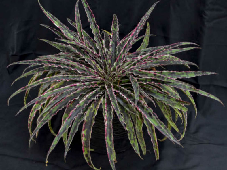 Manfreda undulata 'Cherry Chocolate Chip'