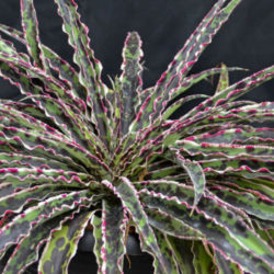 Manfreda undulata 'Cherry Chocolate Chip'