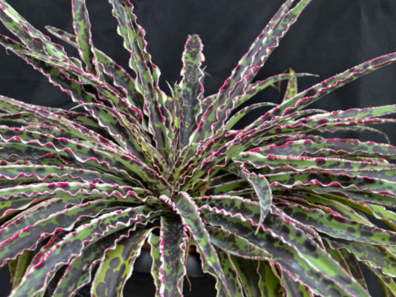 Manfreda undulata 'Cherry Chocolate Chip'