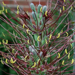 Manfreda undulata 'Cherry Chocolate Chip'