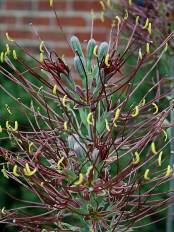 Manfreda undulata 'Cherry Chocolate Chip'