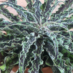 Manfreda undulata 'Mint Chocolate Chip'