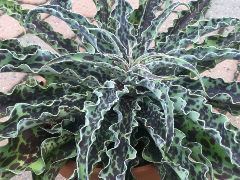Manfreda undulata 'Mint Chocolate Chip'