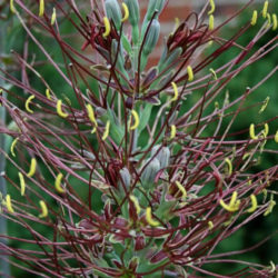 Manfreda undulata 'Mint Chocolate Chip'