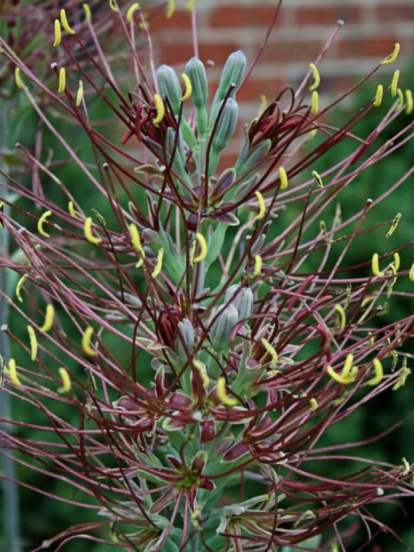 Manfreda undulata 'Mint Chocolate Chip'
