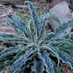 Manfreda undulata 'Mint Chocolate Chip'