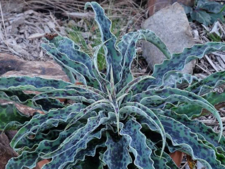 Manfreda undulata 'Mint Chocolate Chip'