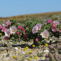 Monsonia patersonii - Bushman's Candle