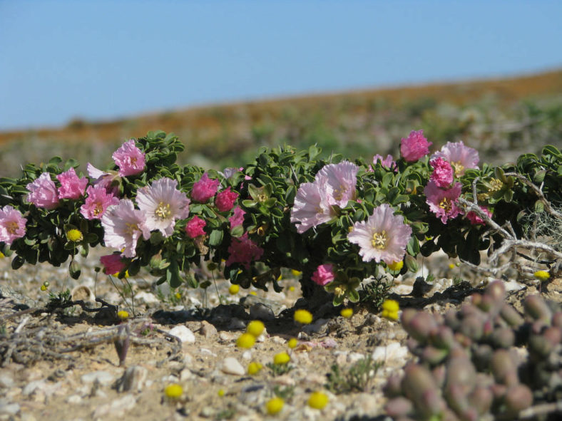 Sarcocaulon patersonii (Bushman's Candle) aka Monsonia patersonii