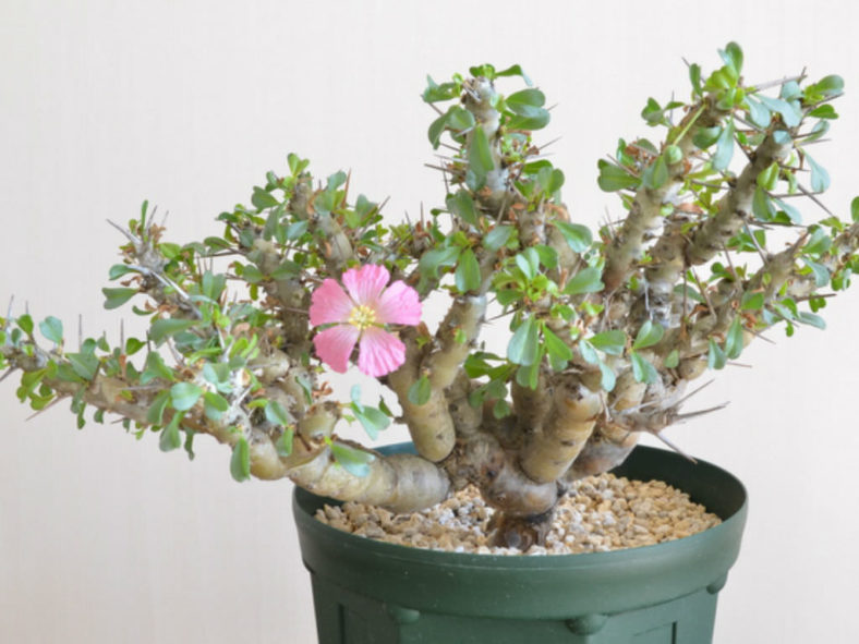 Sarcocaulon patersonii (Bushman's Candle) aka Monsonia patersonii