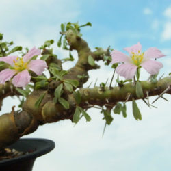 Monsonia patersonii - Bushman's Candle