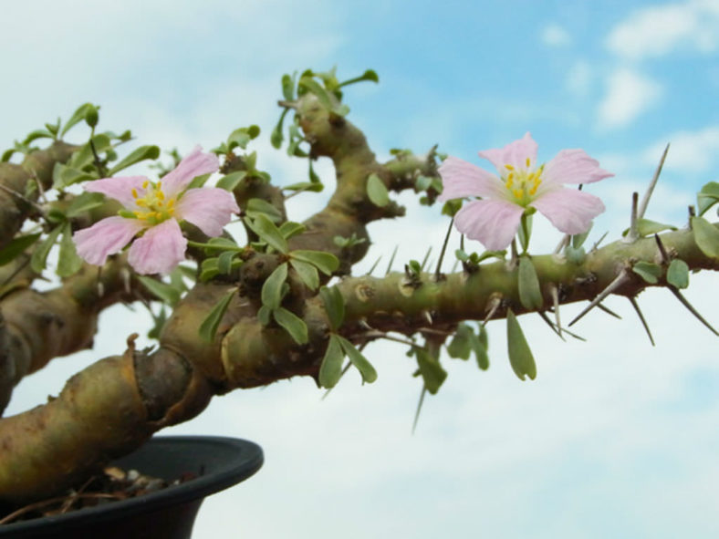 Sarcocaulon patersonii (Bushman's Candle) aka Monsonia patersonii